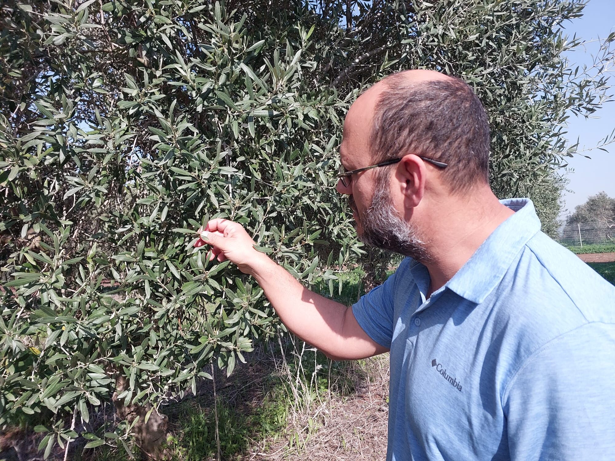 פריחה במטע הסקוטי 2