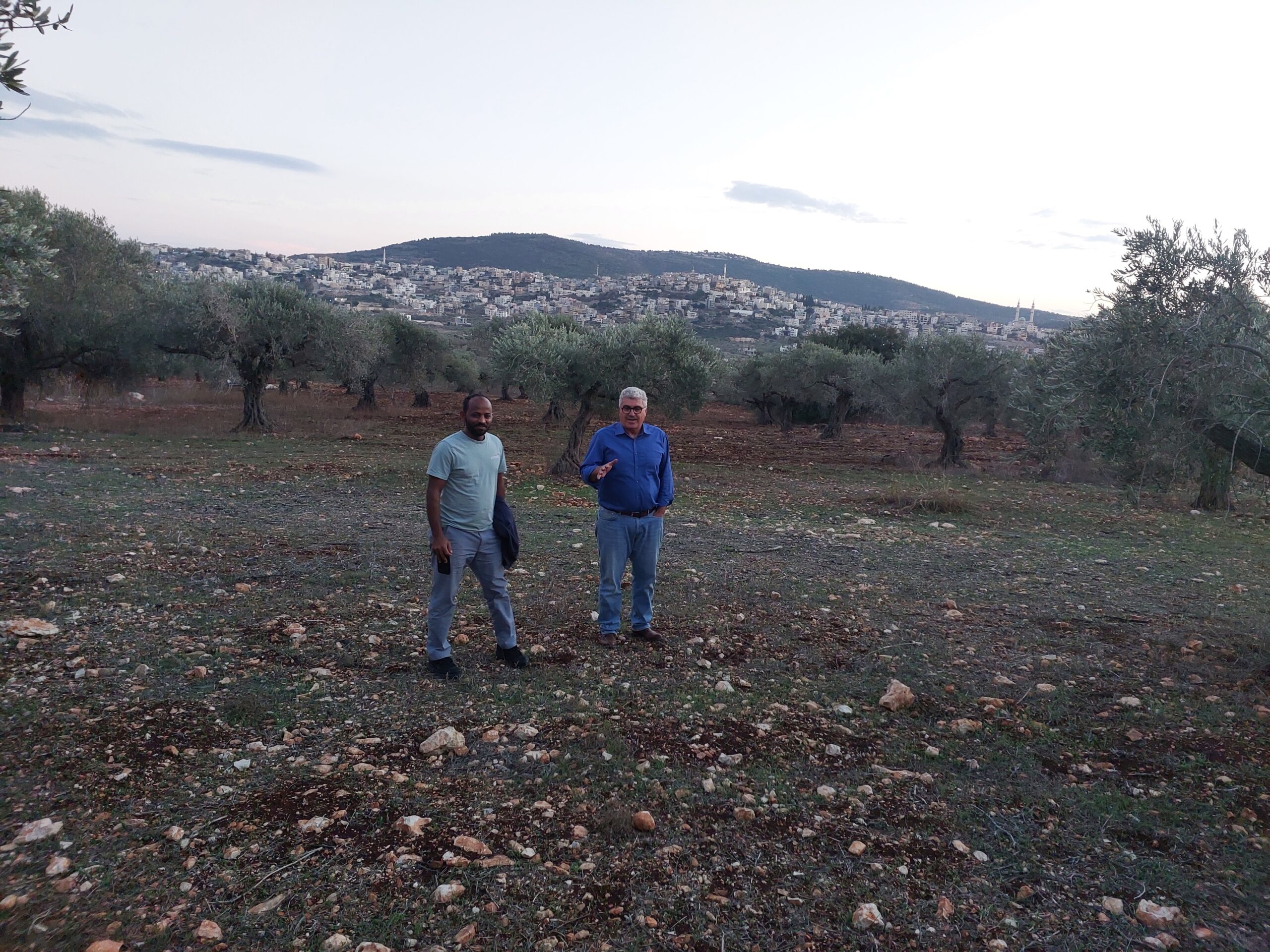 פיקוח FFL במטע זיתים דיר חנא פיקוח FFL במטע זיתים דיר חנא