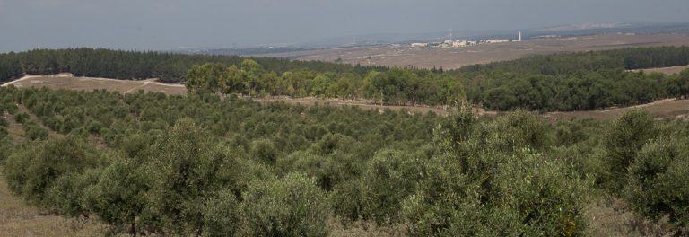 אואזיס – מטע זיתים אורגני
